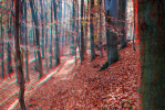 Jesenný les III.
